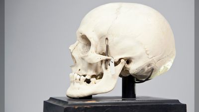 40 human skulls found in Kentucky apartment linked to national network of body part dealers