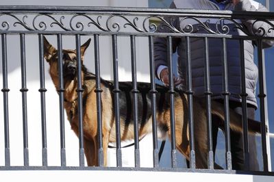 Biden's dog, Commander, has been biting Secret Service agents
