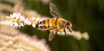 The feral flying under the radar: why we need to rethink European honeybees