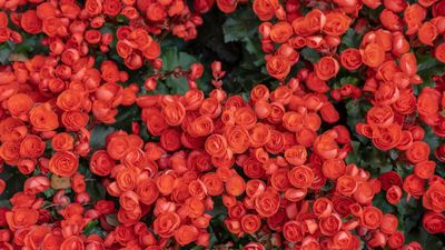 How to keep begonias blooming – maximize flowers all season long with expert care