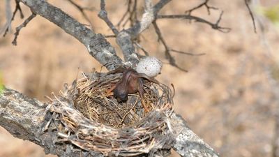 Birds’ Signature Defense Thwarts Cuckoo Egg Forgeries