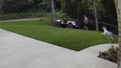 Jeep Wrangler Isn't Happy Parked On Pavement, Drives Itself Into Tree