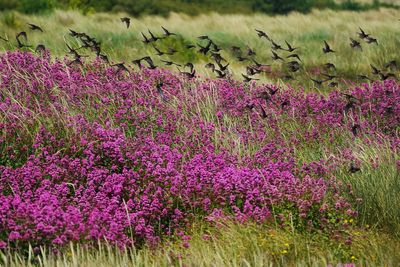 UK government ‘clearly not on course’ to meet 2030 nature target, peers find