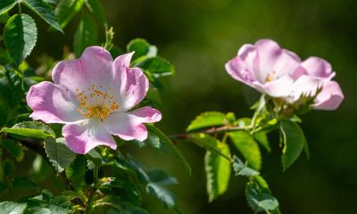 Country diary: The wild rose is a hit with the sparrows and tits