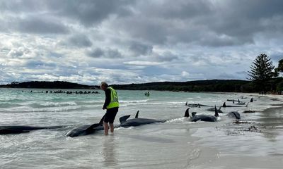 ‘We have never seen this’: scientists baffled by behaviour of pilot whales before WA mass stranding
