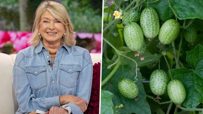 Martha Stewart reveals the best vegetables to grow for beginners – our top 5 might surprise you