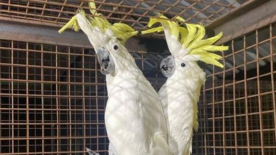 Police seize exotic birds used by Great Bombay Circus in Coimbatore, over lack of permit