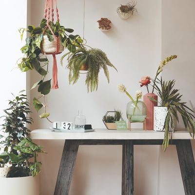 Is rainwater good for houseplants? Why a rainy summer is actually a good thing