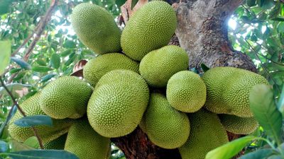 How Chakkakkoottam, a WhatsApp group-turned-company, is bringing about a jackfruit revolution in Kerala