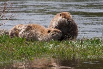 California shores up beaver protection in nod to their ‘ecological benefit’