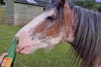 Outrage as horse at Scottish heritage centre 'given Buckfast to drink'