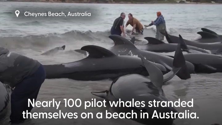 Dozens of pilot whales beached in mass stranding in…