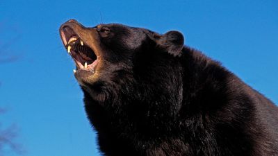 PCT thru-hiker avoids surprise bear attack thanks to comedy podcast