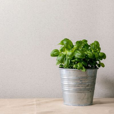 How to harvest basil so your favourite kitchen herb keeps growing