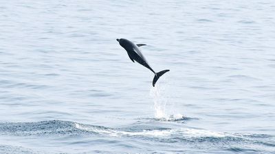 FSI surveys reveal sizeable number of dolphins on the East Coast along Indian EEZ