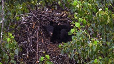 Black bear caught napping in a bald eagle's giant nest on Alaska military base