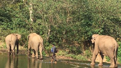 Animals Asia Signs Groundbreaking Deal To Ban Elephant Riding In Vietnam By 2026