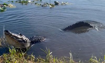 Turn up volume to hear alligator’s deep roar that ‘vibrates water surface’