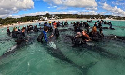 As shots rang out, the battle to save Western Australia’s stranded pilot whales was over