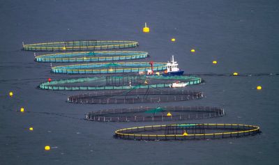 Resource management red tape for fish farms to stay