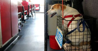 Terriers on the train: why do we discriminate against dogs?