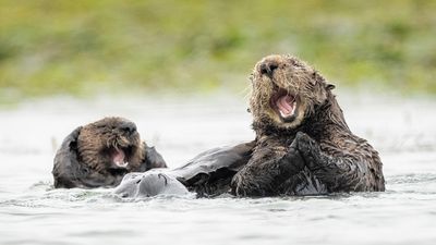 Buddhist ritual saves exotic fish from slaughter — only for 'adventurous' Tibetan otters to feast on them instead