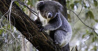 Koala wars: Minister urged to kill Hunter quarry project