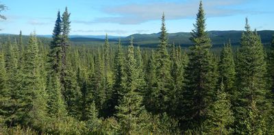 Plants of the boreal forest: Using traditional Indigenous medicine to create modern treatments