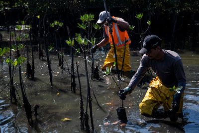 Mangrove forest thrives around what was once Latin America's largest landfill