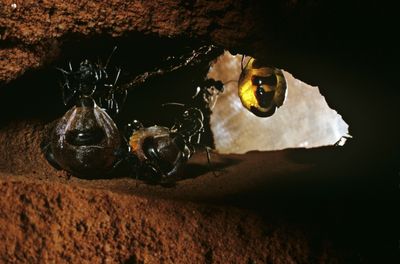 Indigenous Australian Ant Honey Shows Unique Anti-Microbial Properties, Study Finds