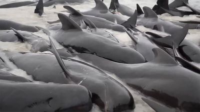 Survivors of pilot whale pod that beached on the Australian coast are euthanized after rescue fails