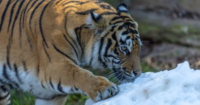 Big cats enjoy snow while the rest of us shiver through winter