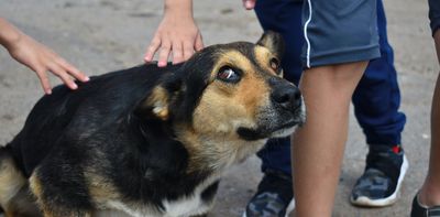 'Is the doggy angry?' Research hints children under 5 can easily confuse dog emotions