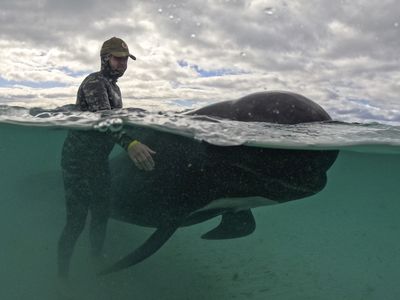 Whales beached in Australia are euthanized after rescue efforts fail