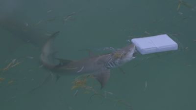How Shark Week Replicated Drug Drops Into Florida Waters For The 'Cocaine Sharks' Special