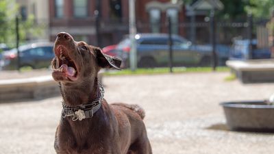 Canine trainer reveals a simple solution to stop repetitive barking, here’s what to do