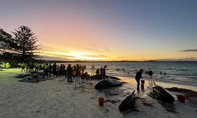 They squeaked as they died: I tried to help those baby pilot whales – but nothing could be done