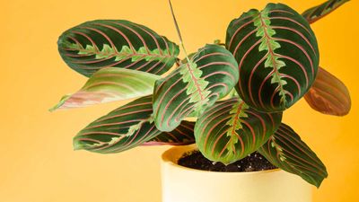 How to propagate a prayer plant – to easily expand your houseplant collection