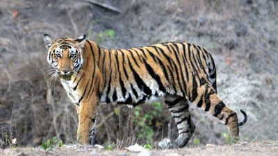 Tiger population on the rise in Karnataka, minimum estimates pegged at 435
