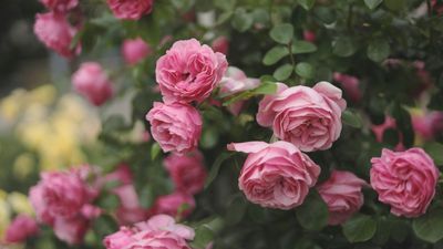 Rose care and growing guide – expert tips for beautiful blooms every summer