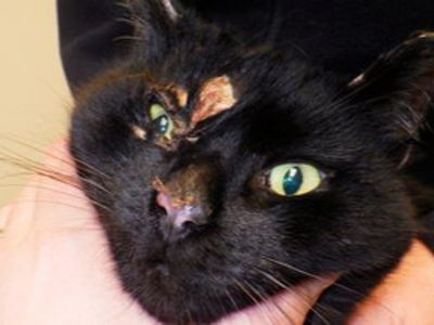 Cat suffers horrific injuries after boiling water poured over him