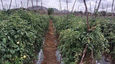 ‘Bacteria wilt’ poses a grave threat to tomato crop in Andhra Pradesh’s Madanapalle region