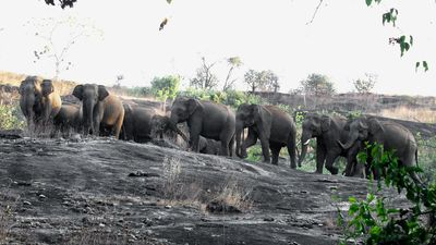 Elephant population estimation more accurate than previous studies: Kerala Forest department