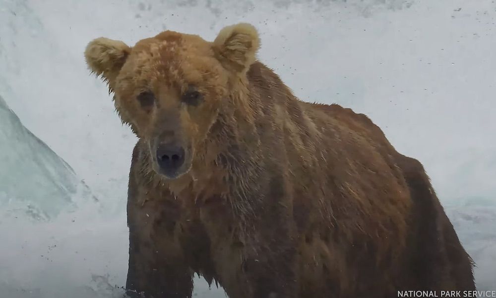 Massive relief as ‘King Otis’ the brown bear is alive…