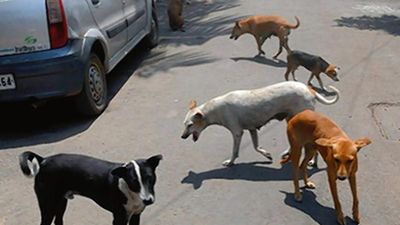 Delhi, West Bengal top list of rabies deaths