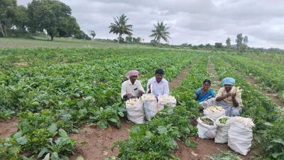 Regular income through ATM model enthuses farmers in undivided Anantapur district