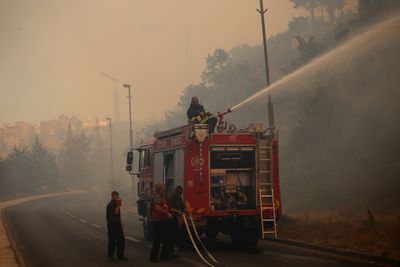 Jerusalem Firefighters Rescue Puppies From Forest Blaze