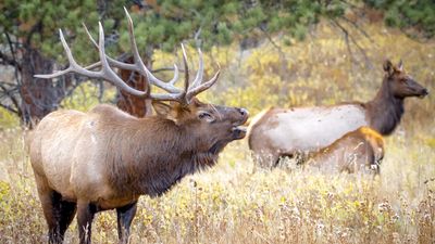 Enraged elk herds tourist into his own personal pen at Yellowstone