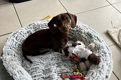 Masked man with hammer steals miniature dachshund from home