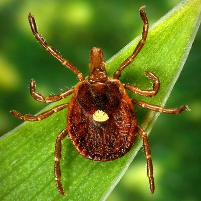 A meat allergy caused by tick spit is getting more common, CDC says